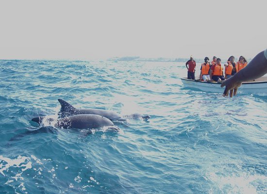 Cavelossim Beach, dolphins in Goa