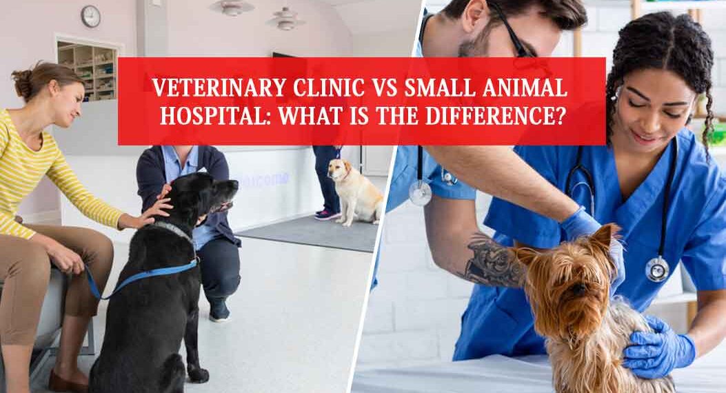 small animal hospital